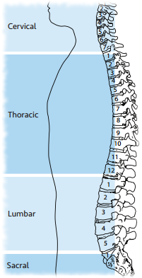 Lumbar Spinal Cord Injury: Understanding L1, L2, L3, L4, L5 SCI