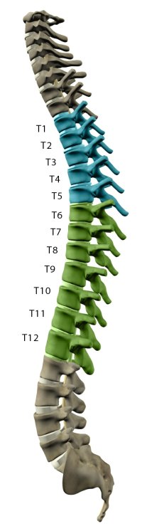 The Importance and Function of Your Thoracic Spine - Learn More