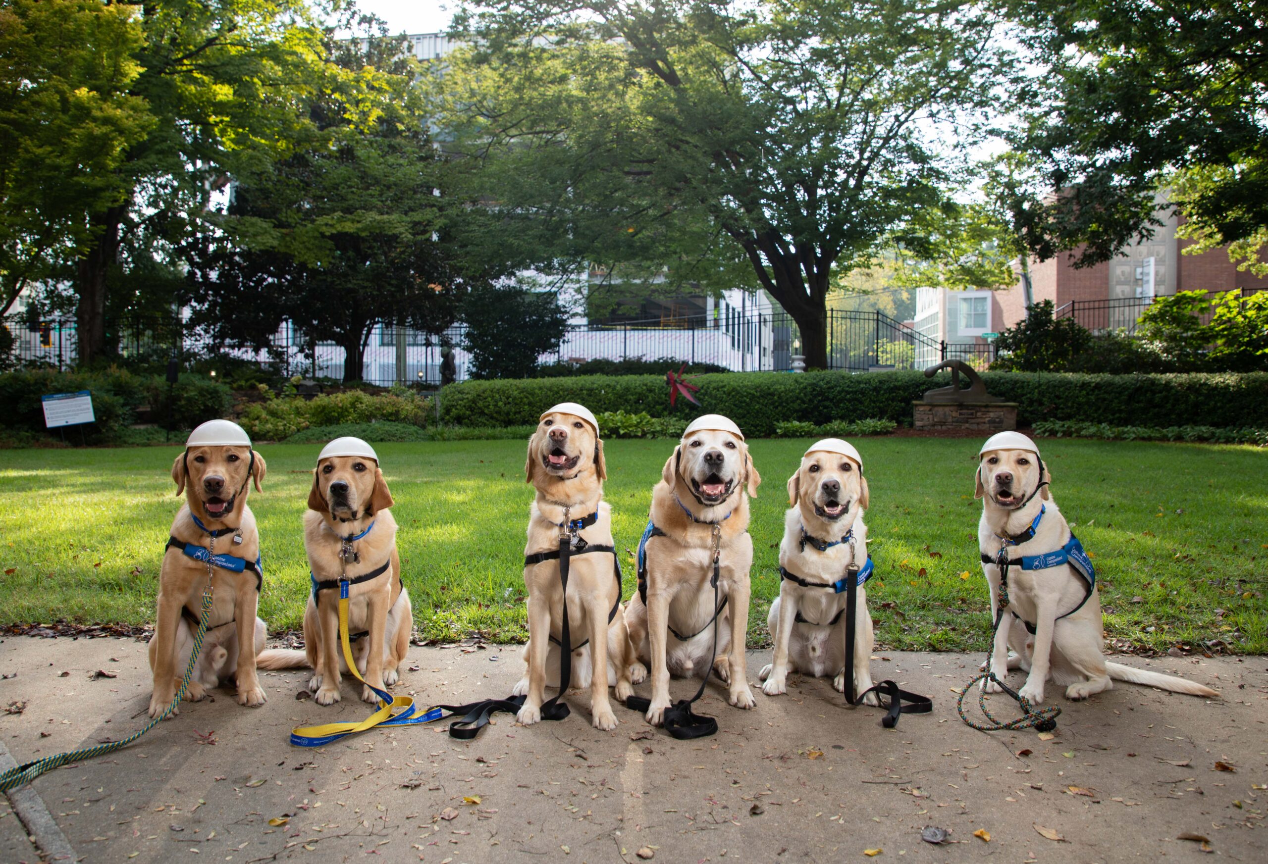 Six facility dogs sit in the Secret Garden.