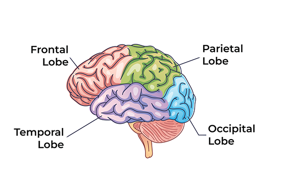 This illustration of a human brain, with labeled sections—frontal lobe (pink), parietal lobe (green), temporal lobe (purple), and occipital lobe (blue)—serves as a detailed guide to understanding what areas might be affected in the event of a brain injury.