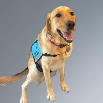 A golden retriever wearing a blue service dog vest sits and smiles against a plain gray background.