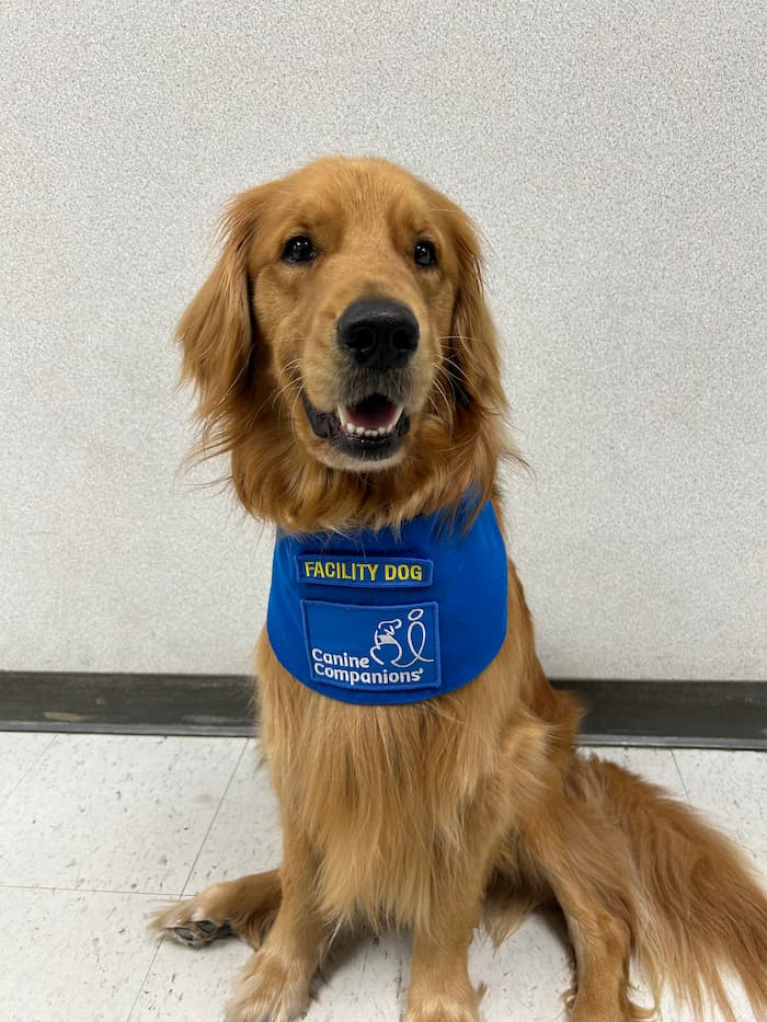 A golden retriever sits indoors, wearing a blue vest labeled 